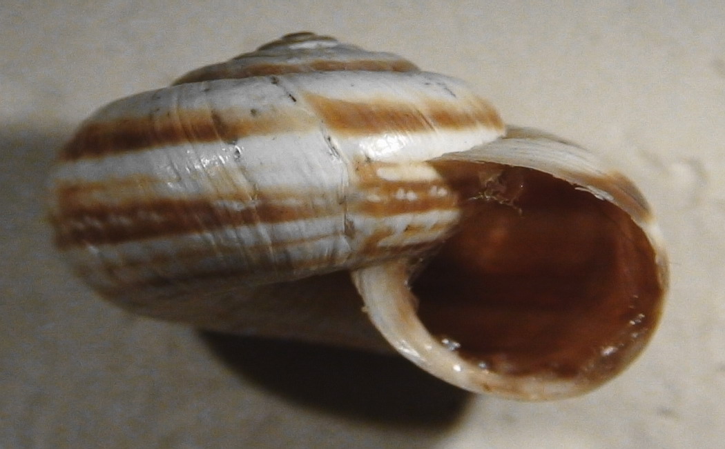 Cernuella (Xerocincta) neglecta (Draparnaud, 1805)